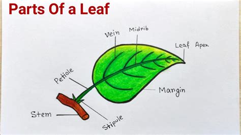 Parts Of A Leaf Drawing Easy How To Draw Different Parts Of Leaf Parts Of Leaf Drawing Step By