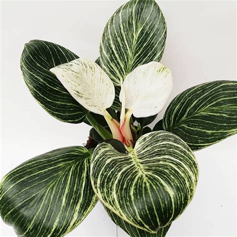 Care Tips For Philodendron Birkin