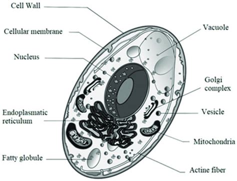 S Cerevisiae Cell And Organelles Description Download Scientific