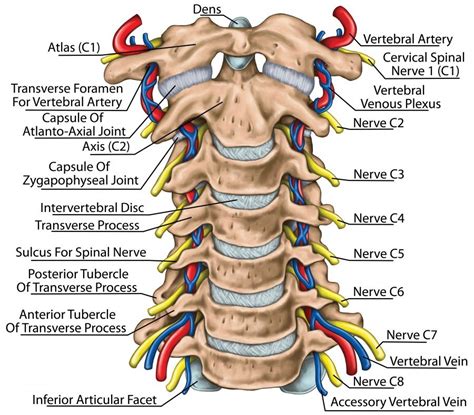 Image Result For Cervical Spine Vertebral Artery Nerve Anatomy