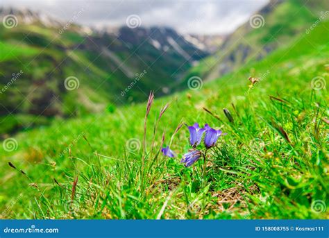 Violet Flowers Close Up On A Green Meadow In The High Mountains Stock
