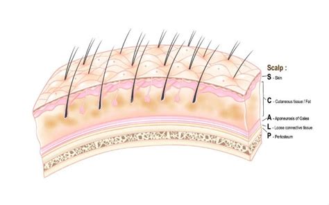 The 5 Layers Of Scalp How To Keep It Healthy Vedix