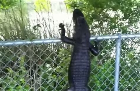 Video Alligator With Ninja Skills Deftly Climbs Fence Outdoorhub