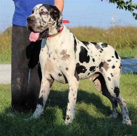 Blue collar male is solid blue. European Great Dane Puppies For Sale | PETSIDI