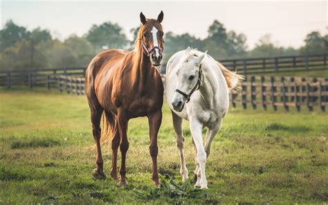 Two Horses Standing Next To Each Other On A Lush Green Field