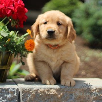 Visit us now to find the right golden retriever for you. Golden Retriever puppy for sale in GAP, PA. ADN-39248 on ...