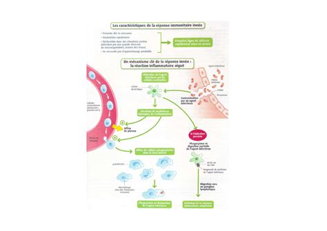 La Réaction Inflammatoire Cours 2 Alloschool