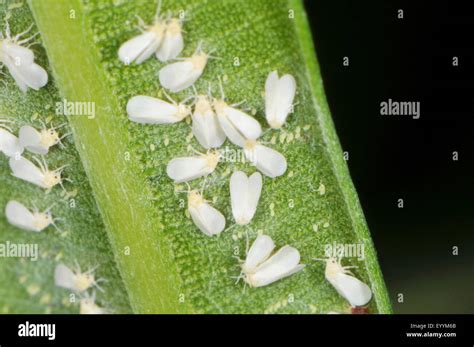 Greenhouse Whiteflies On A Leaf In A Greenhouse Hi Res Stock