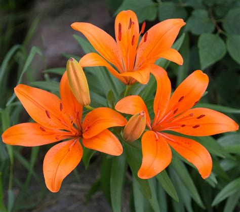 10 Types Of Lilies Gardeners Should Grow Birds And Blooms
