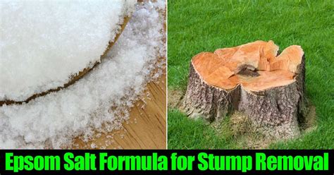 How to kill small tree stumps. How To Use Epsom Salt For Stump Removal - Home Garden Pulse