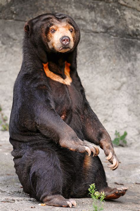 Sitting Sun Bear A Female Sun Bear Or Malayan Bear Sitti Flickr
