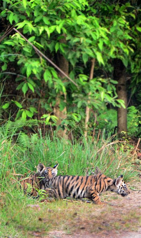 Kankatti Tigress With Her Cubs Bandhavgarh National Park Pugdundee