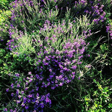 Here at team rhino outdoors we are all about custom musky lures. #heather #outdoors #wildplants #purple #heatherplant # ...