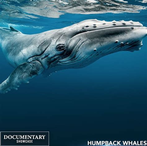 humpback whales the award winning imax film premiering on documentary showcase newswire