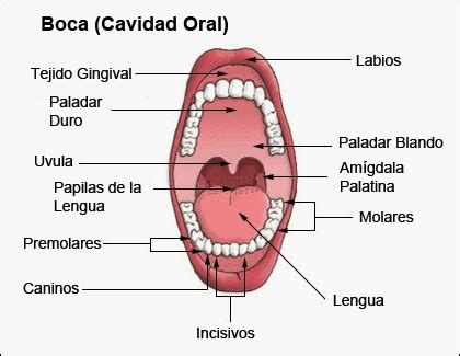 Promoci N Y Prevenci N En Salud Oral Principales Componentes Y