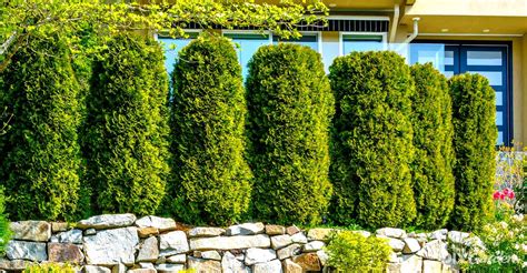 7 Fast Growing Trees For More Privacy In Your Garden