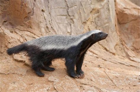 Watch A Fearless Honey Badger Climb A Tree To Try To Make A Meal Of A