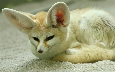 Fennec Fox Wallpapers Top Free Fennec Fox Backgrounds Wallpaperaccess