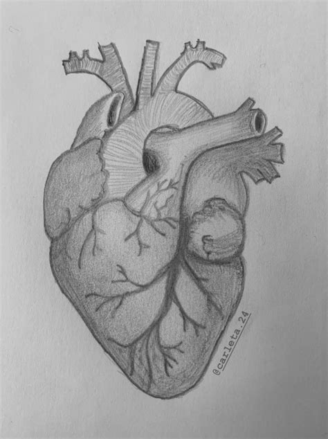 A Pencil Drawing Of A Human Heart