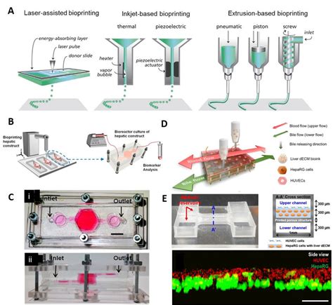 Three Dimensional Bioprinting A Different 3d Bioprinting Methods