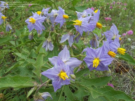 Plantfiles Pictures Solanum Species Bull Nettle Carolina Horsenettle