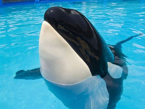 Seaworld Publishes Decades Of Orca Data To Help Wild Whales Vancouver Sun