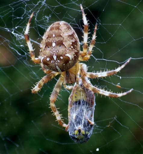 British Garden Spider With It S Prey Arachnids Spiders Garden Spider Insect Collection