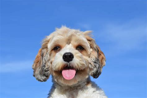 JenLovesPets - San Diego's premiere pet sitting & dog walking company