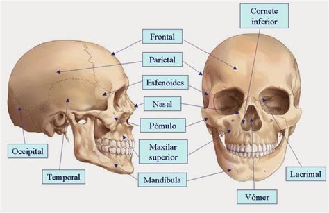 Huesos Cráneo Y Cara Curso Tecnico De Enfermagem Material De