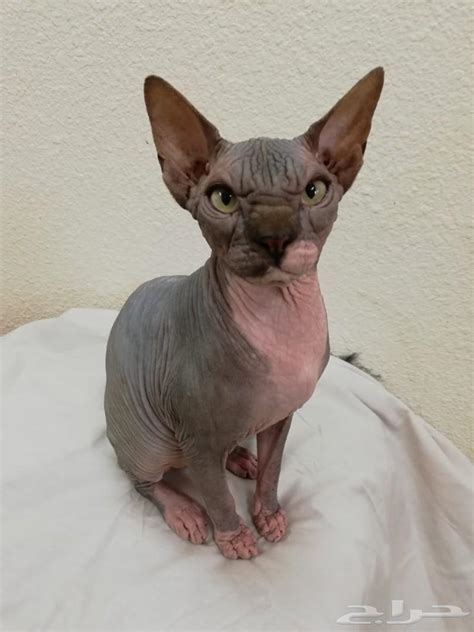 قال الفنان التشكيلي عمار شيحة، صاحب تمثال ضخم على هيئة قط فرعوني، إنه صنع التمثال من قطع الخردة مثل «الورد والجنازير والتروس» ويبلغ وزنه نصف طن. قط فرعوني لون نادر عمر صغير