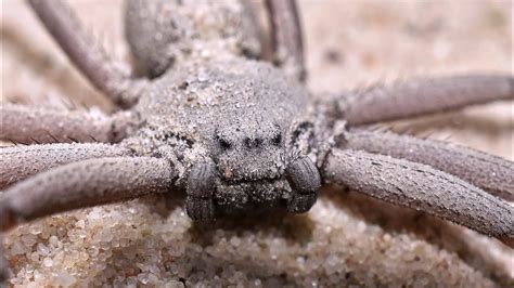 Sicarius Thomisoides 6 Eyed Sand Spider Feedings And Update Please