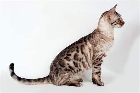 Rare Cat Breeds 15 Exotic Rare Breeds