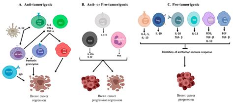 cancers free full text regulation of immunity in breast cancer