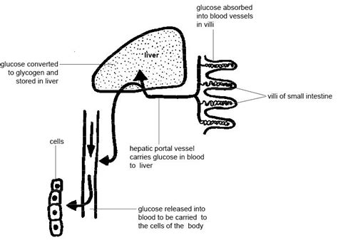 Carries deoxygenated blood back to the heart. The Blood Vessel That Carries Blood From Gut To The Liver ...