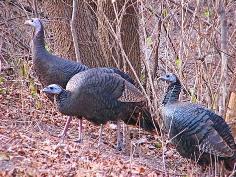 Filefemale Wild Turkeys Wikipedia