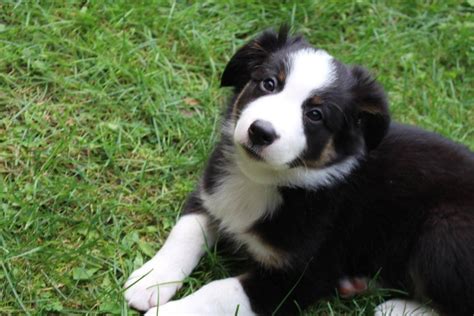 Lancaster puppies pairs english shepherd breeders with great people like you. Australian Shepherd Puppies For Sale | New Brighton, PA ...