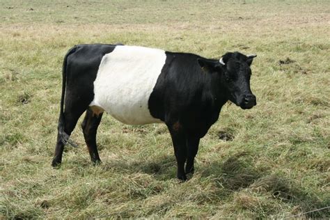 15 Black And White Cow Breeds With Pictures Pet Keen