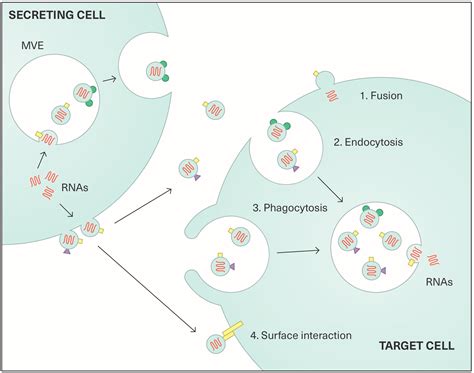 Exosomes And Other Extracellular Vesicles In HPV Transmission And