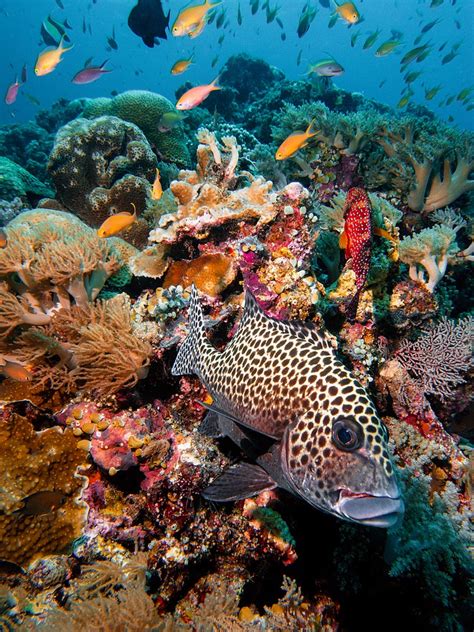 Our coral reefs pictures capture layers of texture, interspersed with vibrantly coloured reef fishes. Underwater Photo Gallery: Best of Tubbataha's Coral Reefs