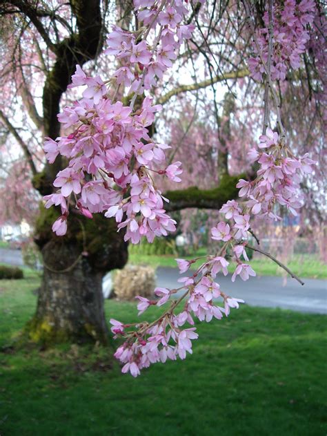 The bottom trunk of this cherry tree has its bark peeling off. of Weeping Cherry Tree, Weeping Higan Cherry ( Prunus ...