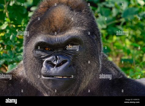 Male Silverback Western Lowland Gorilla Close Up Stock Photo Alamy