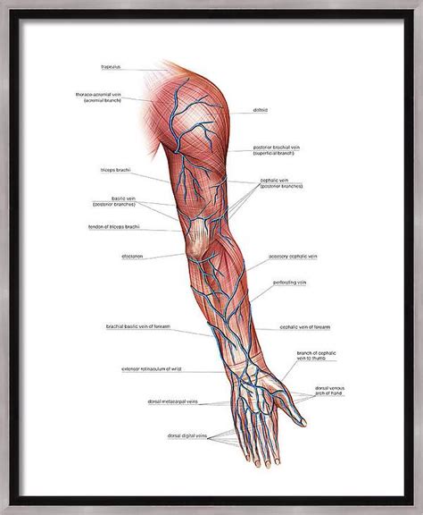 Venous System Of The Upper Limb Canvas Print Canvas Art By Asklepios Medical Atlas Pixels