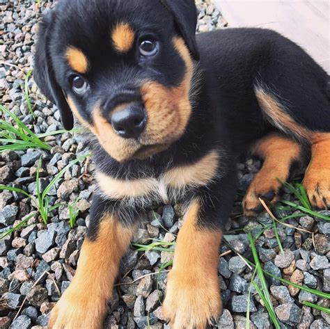 Rottweiler Puppies Rescue California / Rottweiler Puppies For Sale In California Los Angeles