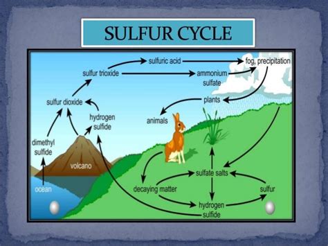 Sulfur Cycle