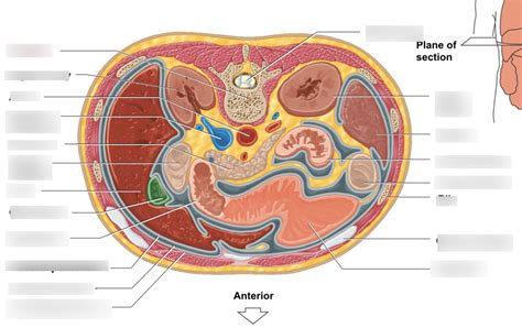 Transverse Section Through Abdomen Diagram Quizlet