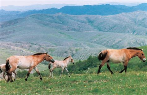 Wild Horses Of Mongoliatakhi And Przewalskis Horsemongolia