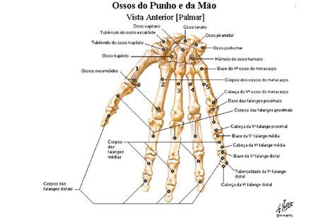 Ossos Da Mão E Punho Carpos Metacarpos E Falanges Anatomia Papel E