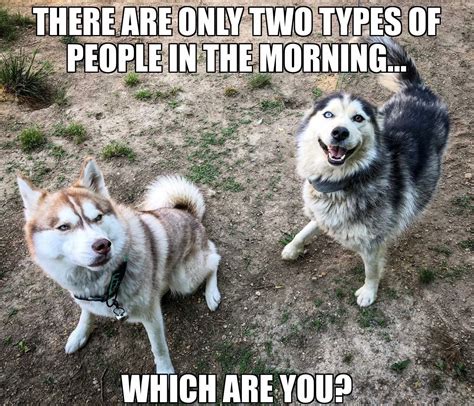 Funny Husky Meme Dog Quotes Funny Funny Cat Memes Dog Memes Funny