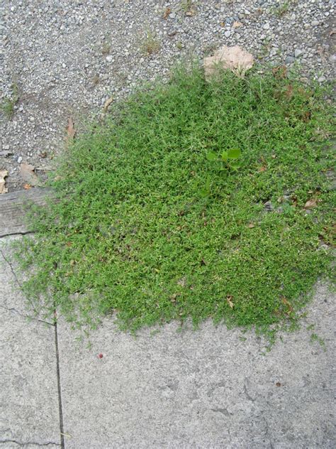 Sidewalk Weeds In The Hot Dry Summer Friesner Herbarium