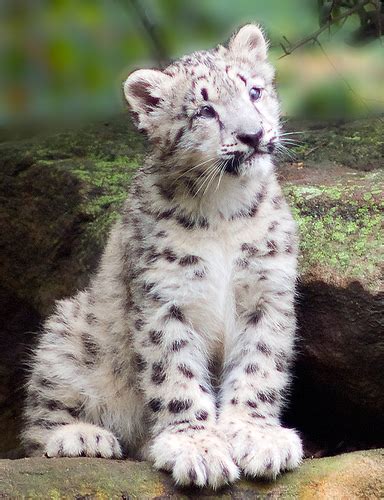 Gorgeous Snow Leopard Cub Pics